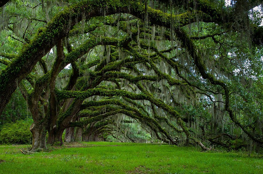 Avenue Of Oaks At Dixie Plantation In South Carolina beautiful tree