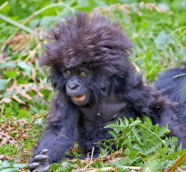 Baby Gorilla shocks