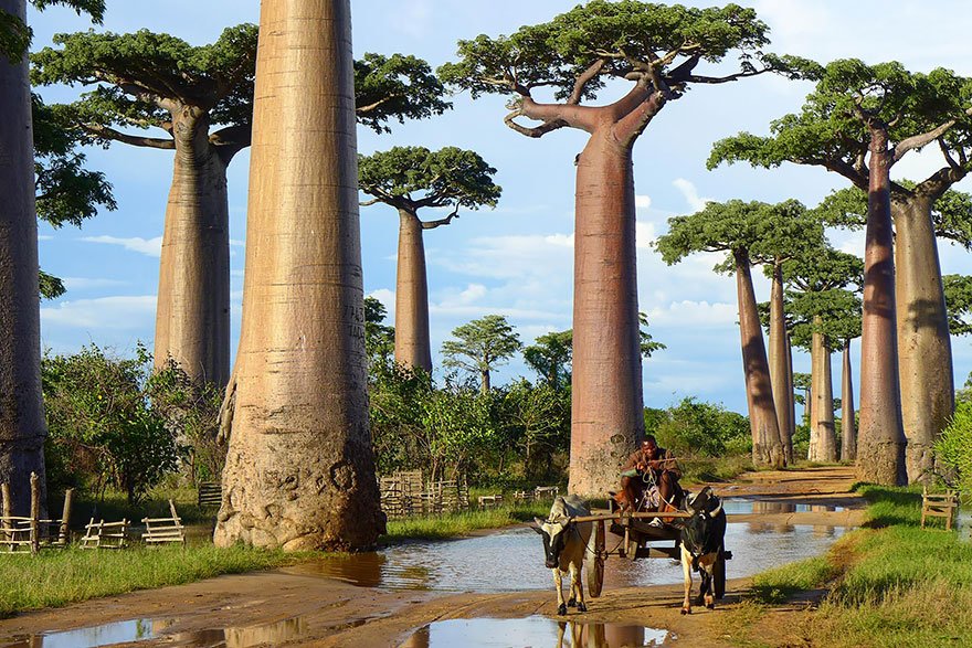 Baobab Trees In Madagascar beautiful tree