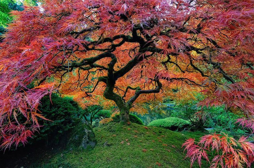 Beautiful Japanese Maple In Portland, Oregon Lovely Trees