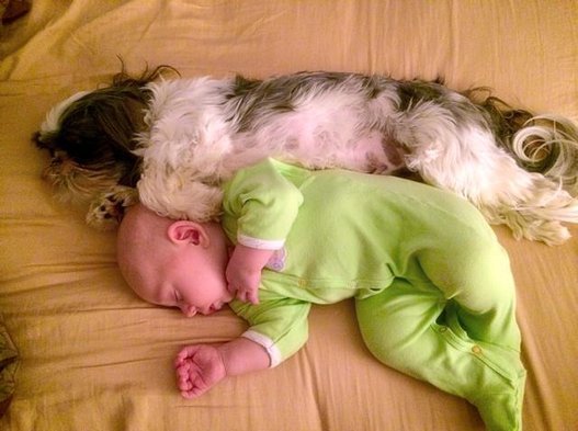 Blanket Dog Dog and Baby