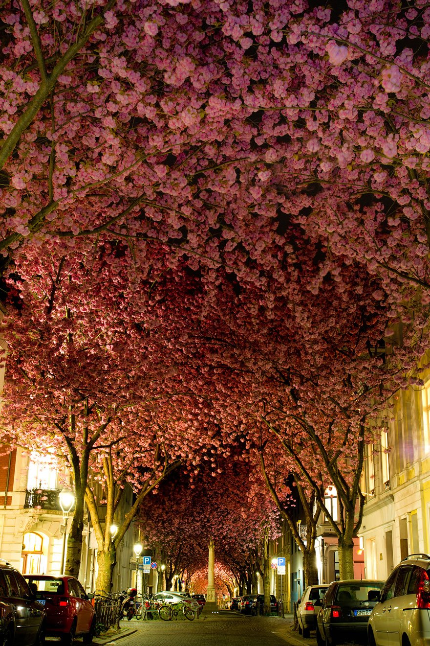 Blooming Cherry Trees in Bonn, Germany Lovely Trees