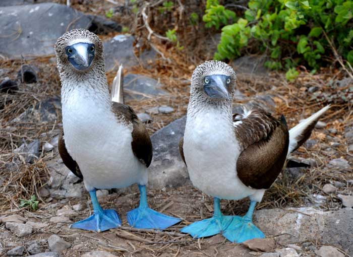 Blue footed booby Rare Animal