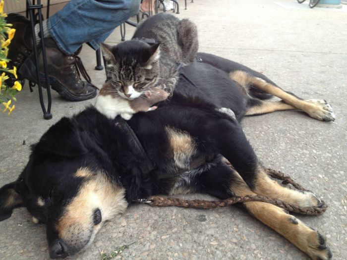 Dog and Cat