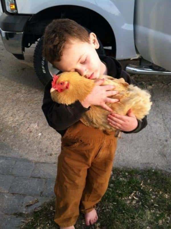 Chicken Animal Hugs