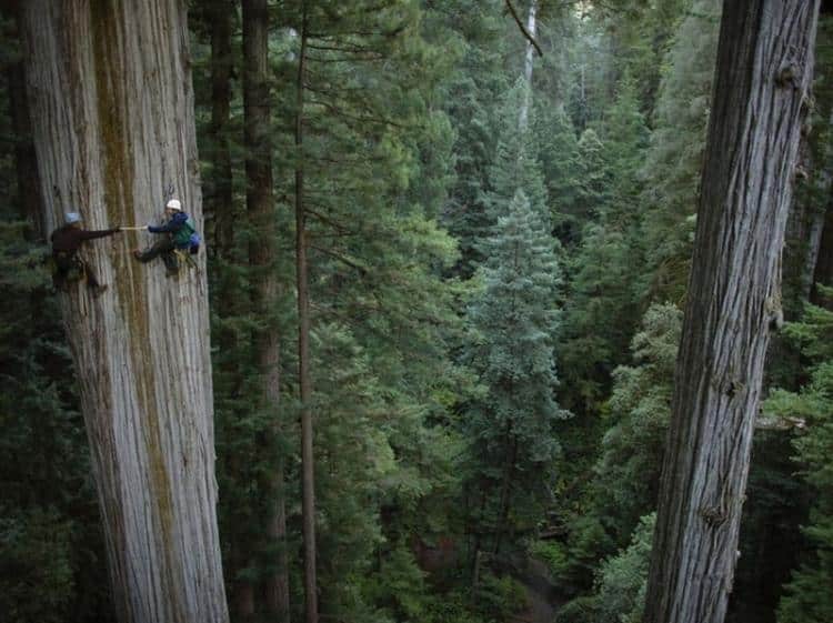 Climbing Redwoods High Place