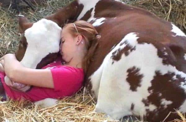 Cow Animal Hugs