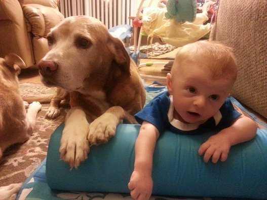 Cuteness Unbound Dog and Baby