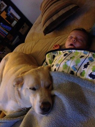 Dog Babysitting Dogs and Babies