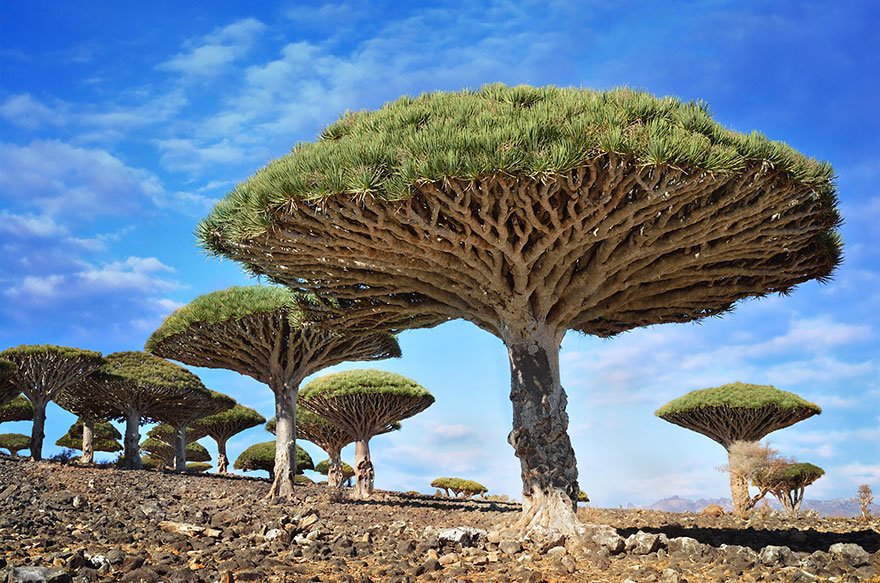 Dragonblood Trees, Yemen Magnificent Trees