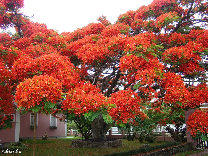 Flamboyant Tree, Brazil Magnificent Trees