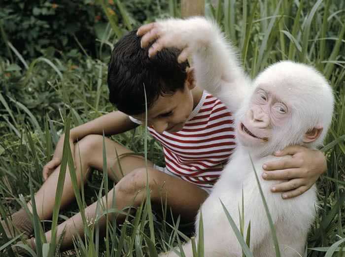 Friendly Albino Gorilla Rare Animal