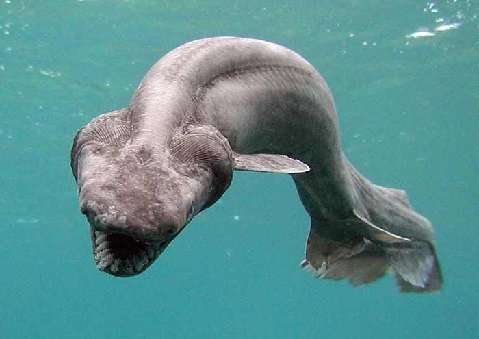 Frilled shark Rare Animal