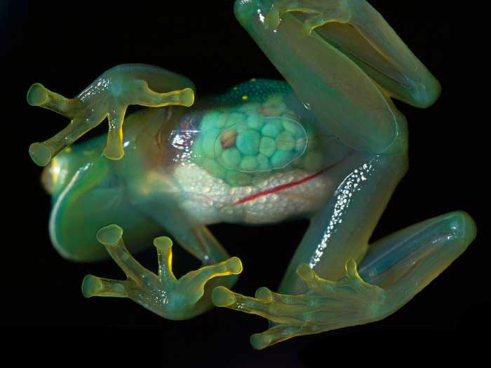 Glass frogs Rare Animals