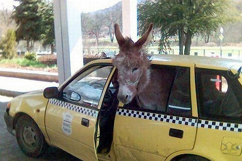 Horse Power Car 19 - Donkey in Car