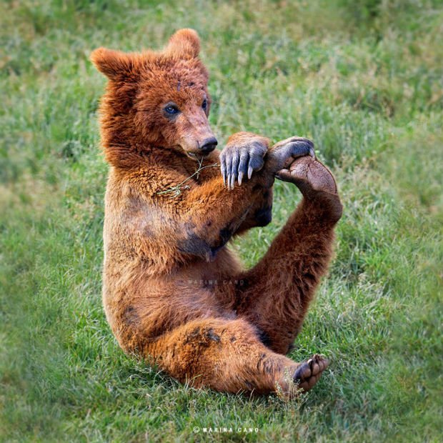 I do stretching to exercise. Bears like human