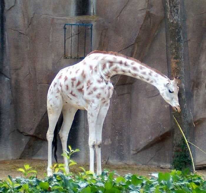 Incredibly rare albino giraffe Rare Animal