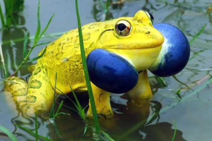 Indian Bull Frog Rare Animal