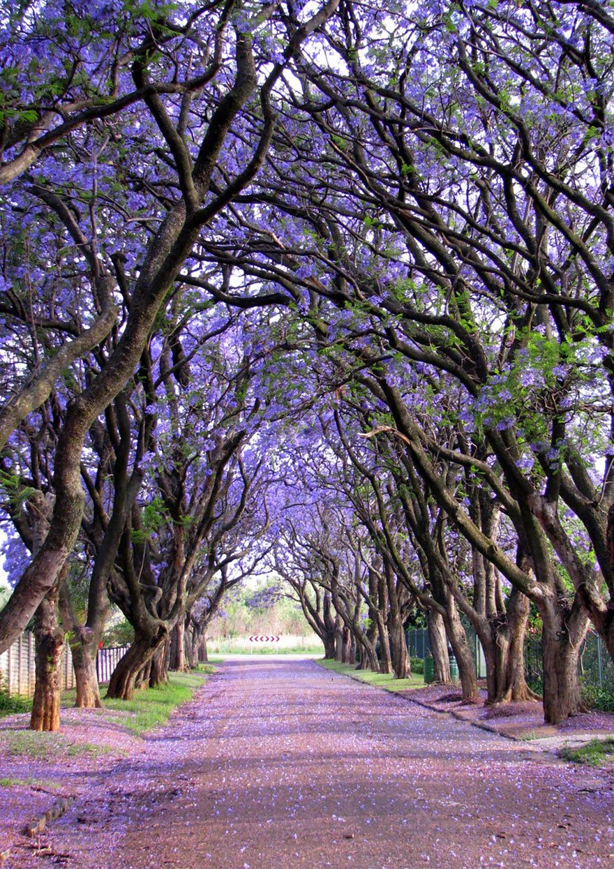 Jacarandas in Cullinan, South Africa beautiful tree