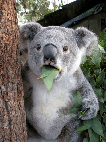 Koala Shocks