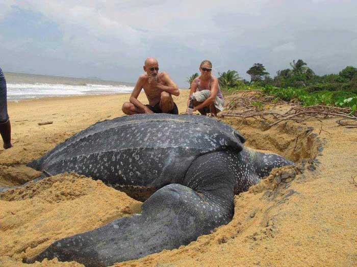 Leatherback Sea Turtle Rare Animal