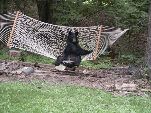 Oh! How badly I need to relax! Bears like human