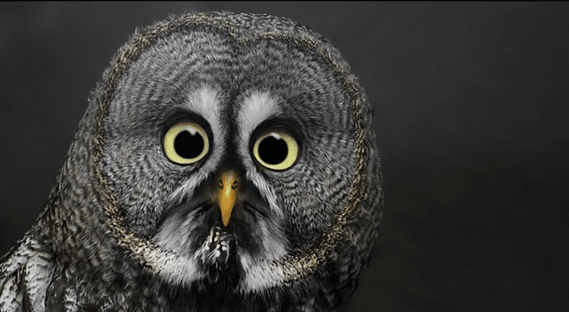 Owl 2 Shock