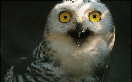 Owl Shock