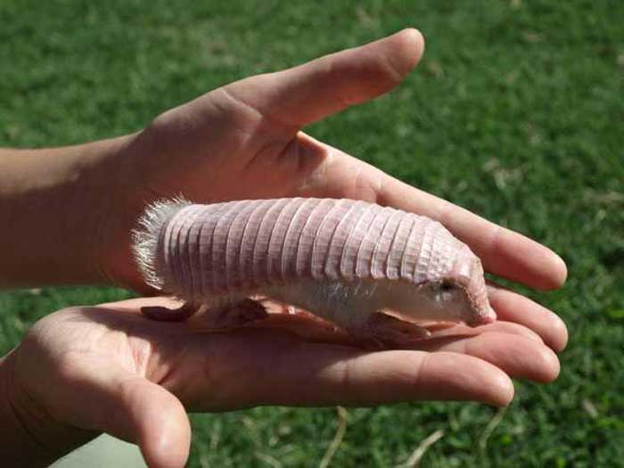 Pink fairy armadillo! Rare Animals