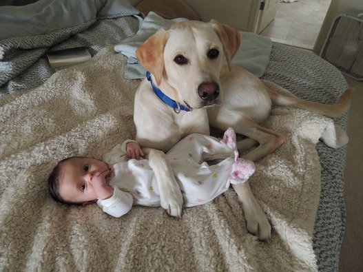 Protective Dog Dog and Baby