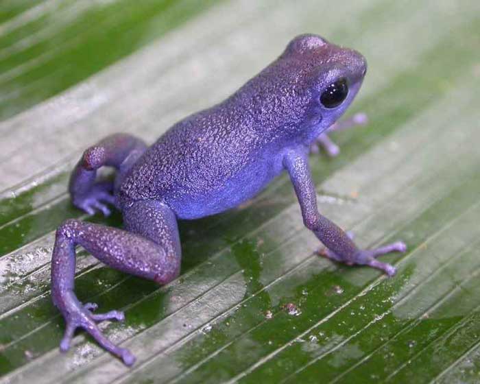 Purple frogs Rare Animals