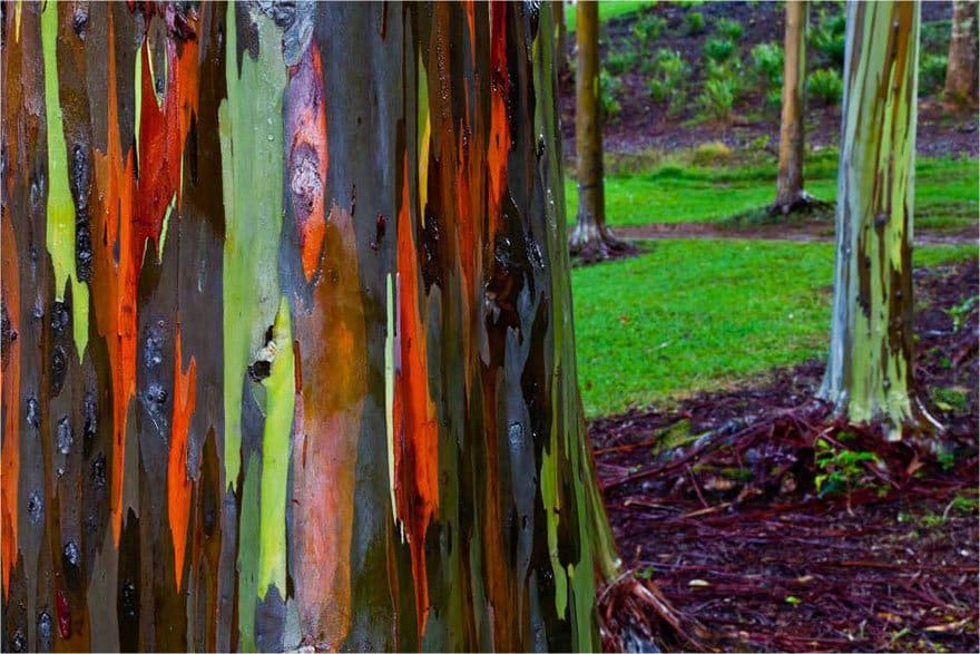 Rainbow Eucalyptus In Kauai, Hawaii 2 Magnificent Trees