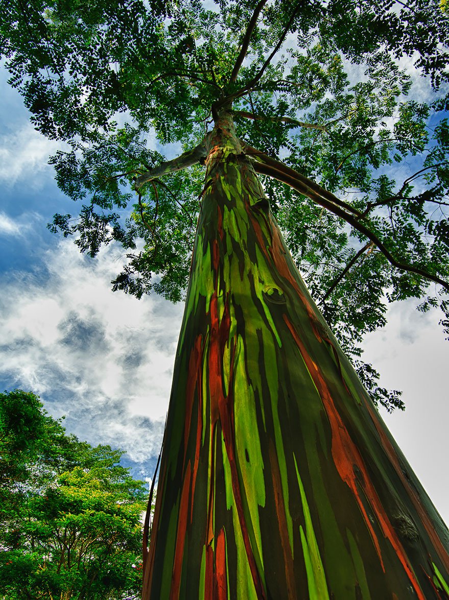 Rainbow Eucalyptus In Kauai, Hawaii Magnificent Trees
