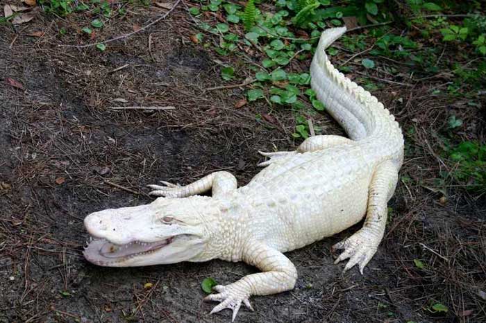 Rare Albino Alligator Rare Animals
