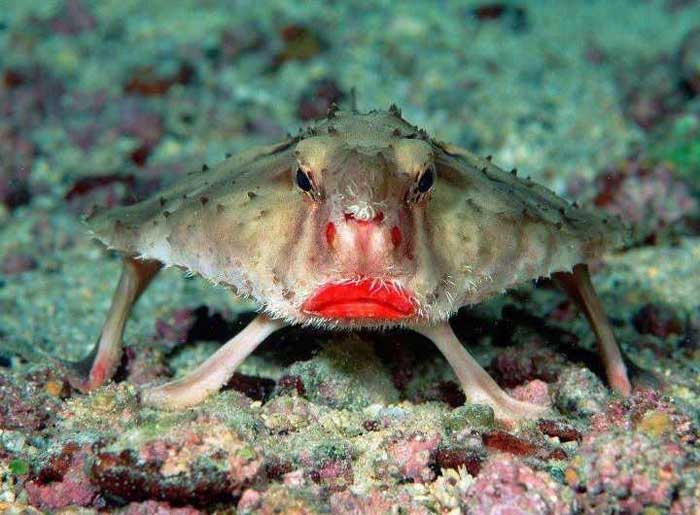 Red-Lipped Batfish! Rare Animals