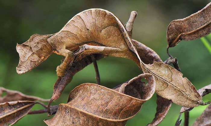 Satanic Leaf Tailed Gecko Rare Animals