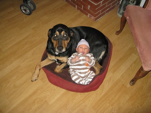 Side by Side Dogs and Babies