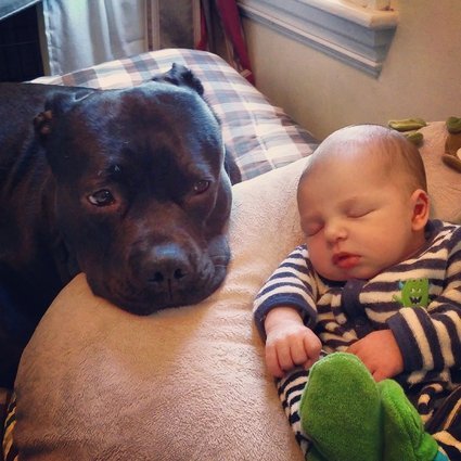 Sleep Time Guarding Dog and Baby