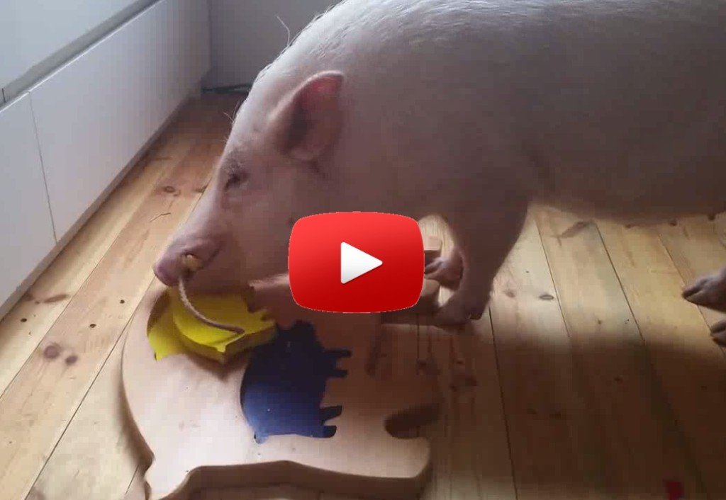 Smart Pig Video