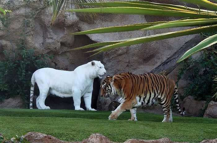 Stunning Albino Bengal Tiger Rare Animals
