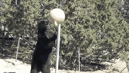 Tetherball is fun. Bears like human