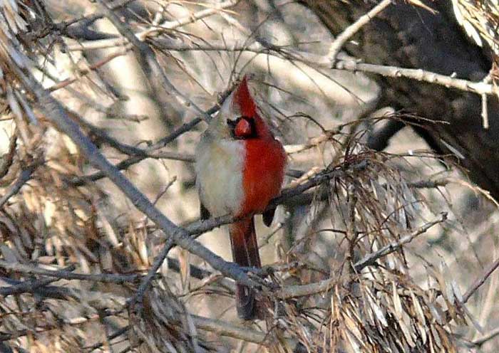 The Cardinal Gynandromorph Rare Animals
