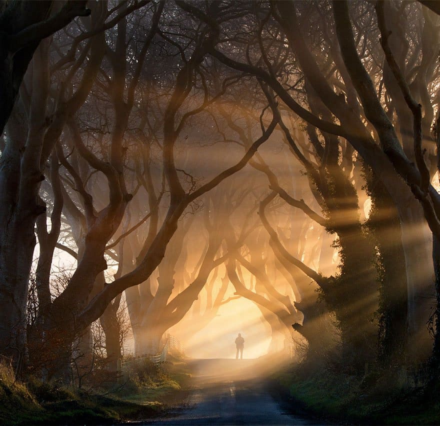 The Dark Hedges In Northern Ireland beautiful tree