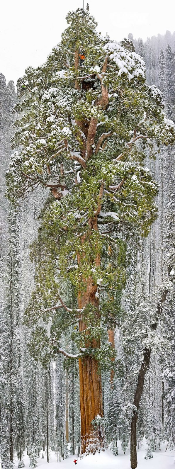The President, Third-Largest Giant Sequoia Tree In The World, California Magnificent Trees
