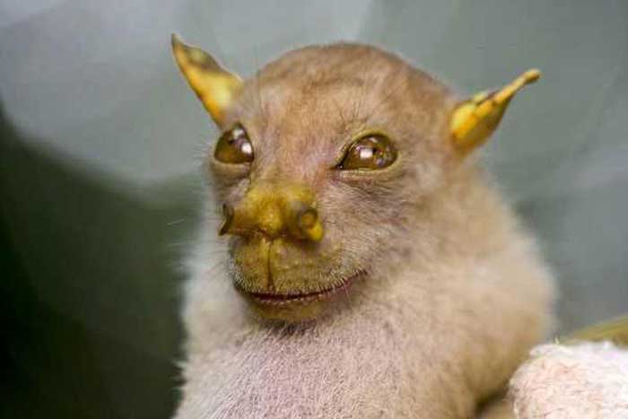 Tube Nosed Fruit Bat Rare Animals