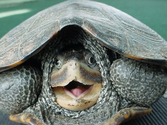 Turtle Shock