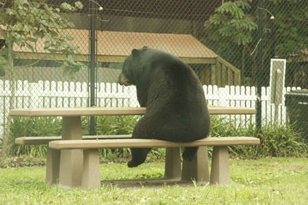 What’s the point of existence! Bears like human