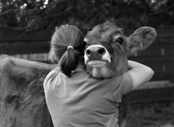 Who Doesn't Love to hug Animal Hugs
