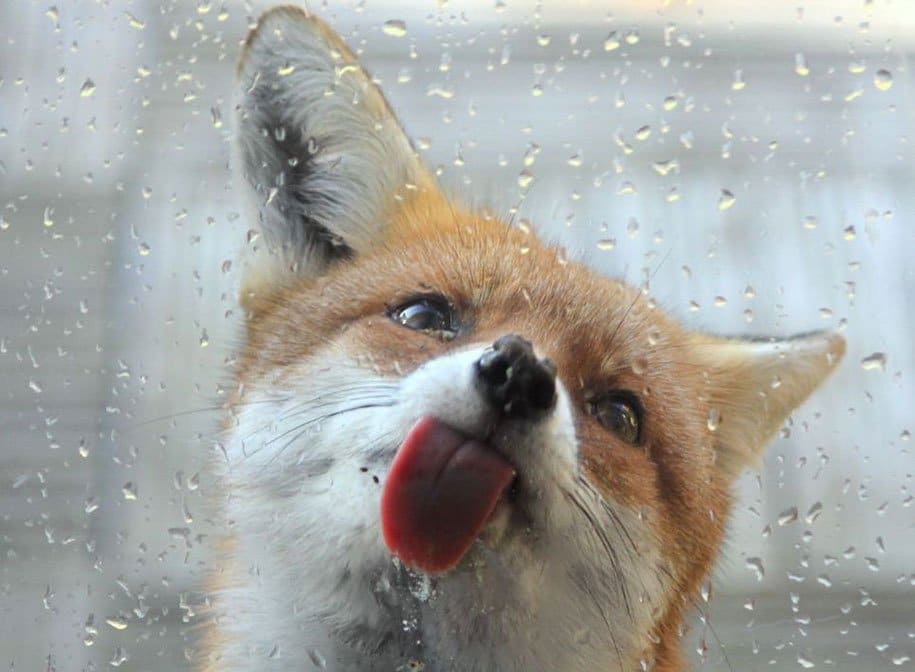 Foxes at Wild Photos