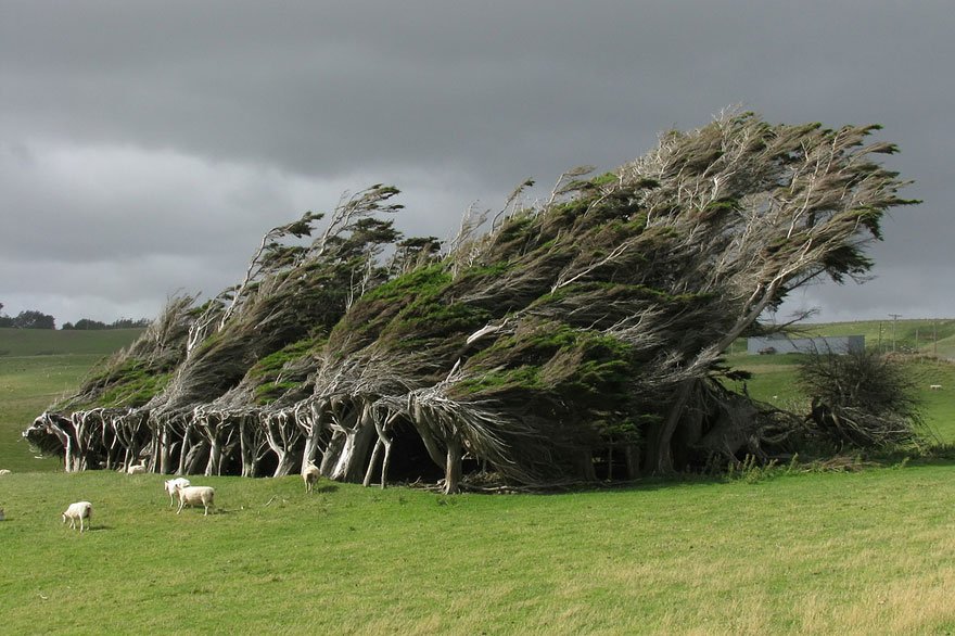 Wind-Swept Trees In New Zealand Beautiful Trees